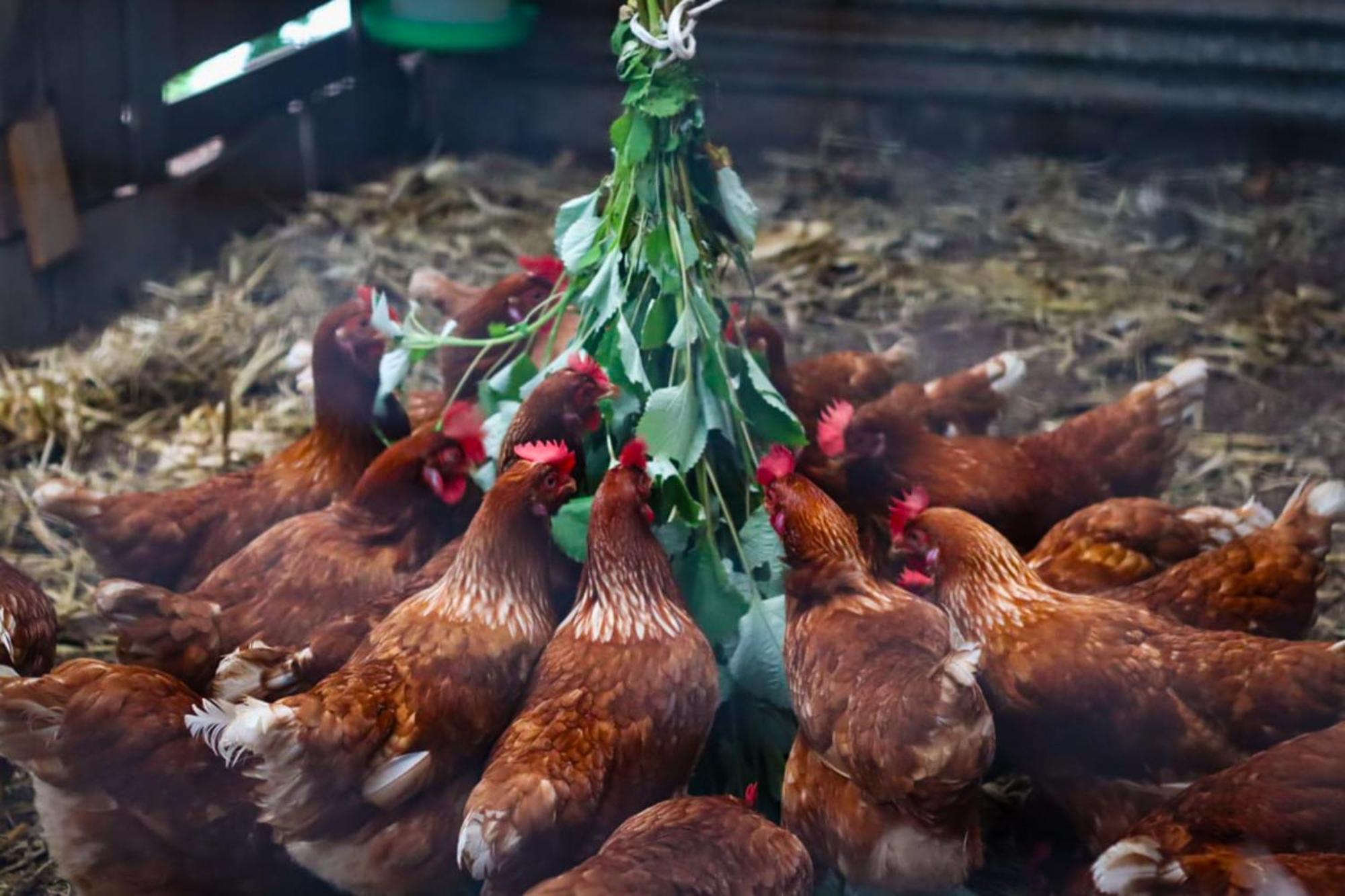 Granja Los Campesinos モンテベルデ エクステリア 写真